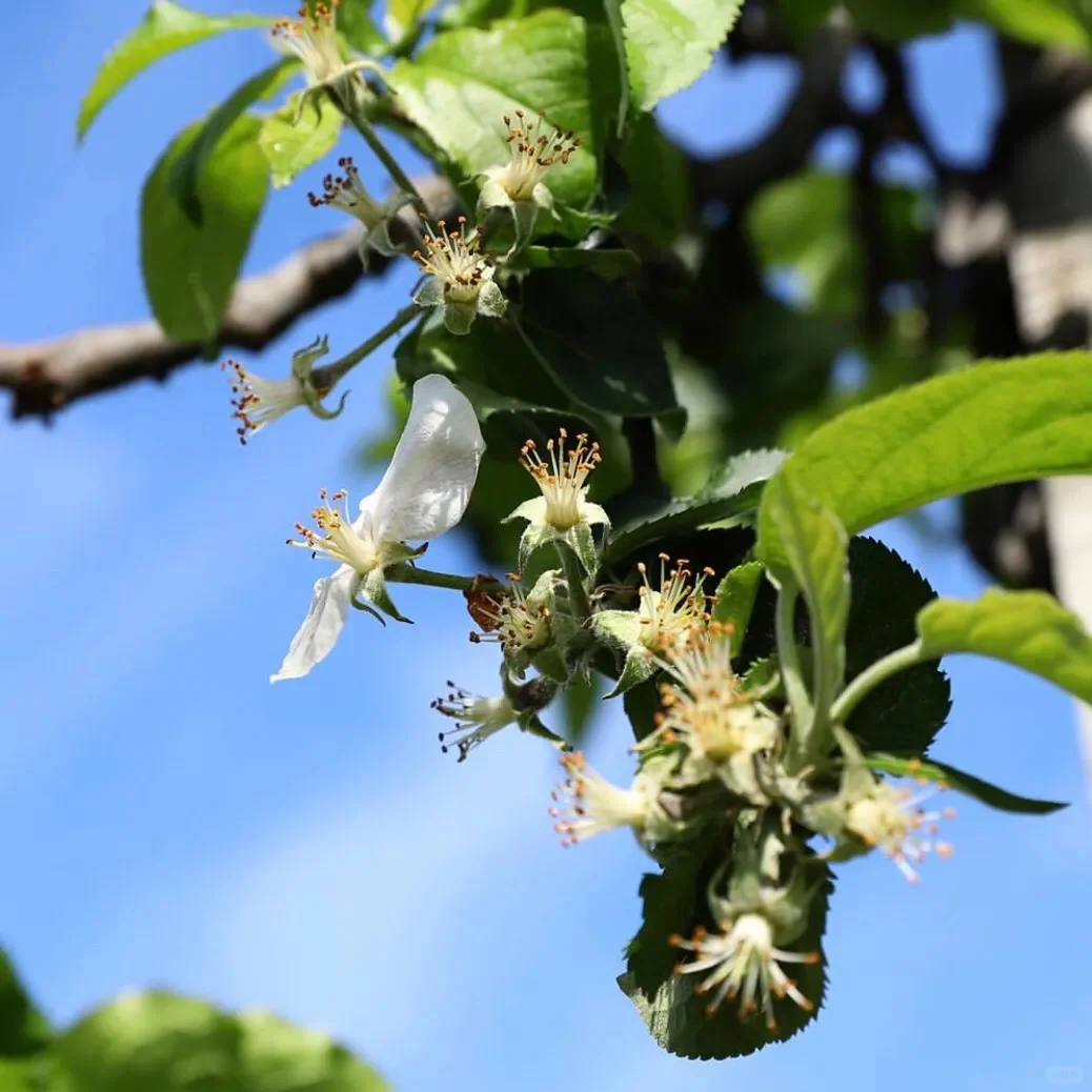 节气与果园-芒种&夏至