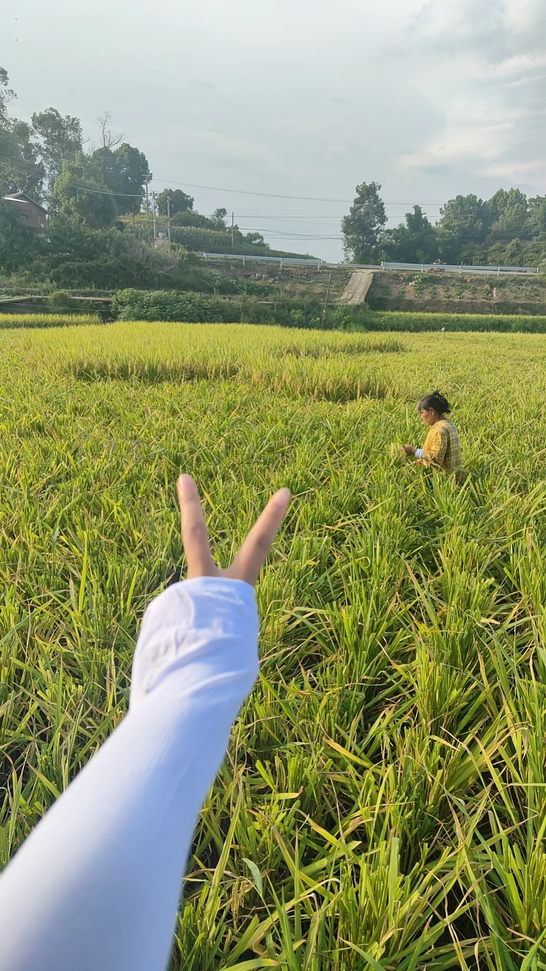 自家米纯天然无添加