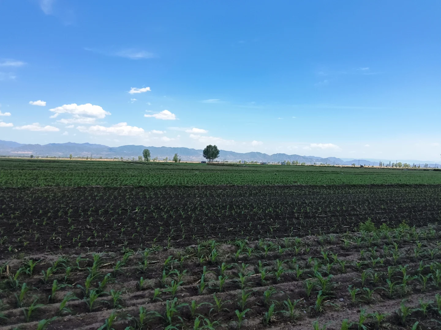 最美的风景在玉米地里