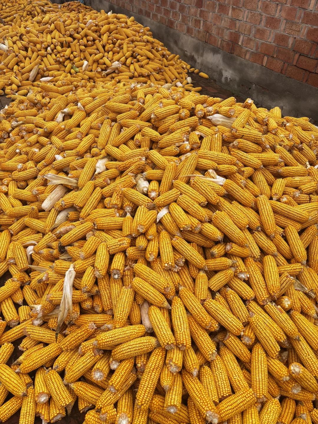 十一是丰收的季节-乡下欢乐多