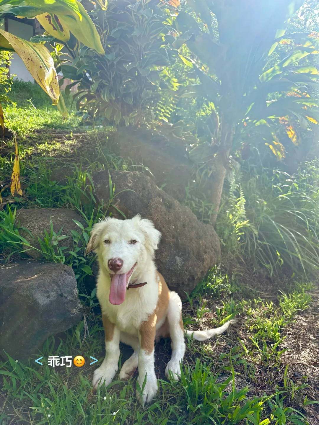 一点遗憾，种的芒果树全生病了?