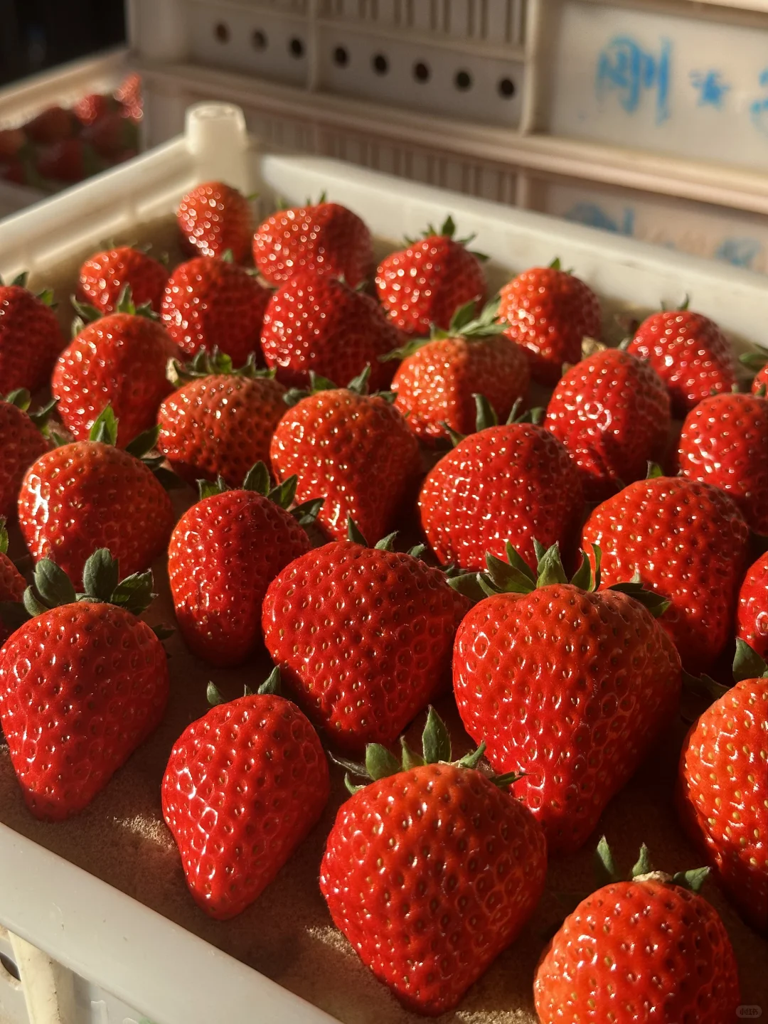 救命！这草莓是吃了膨大剂吗？！?”