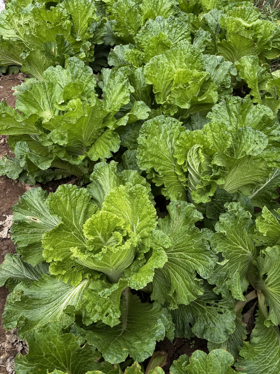 十一是丰收的季节-乡下欢乐多