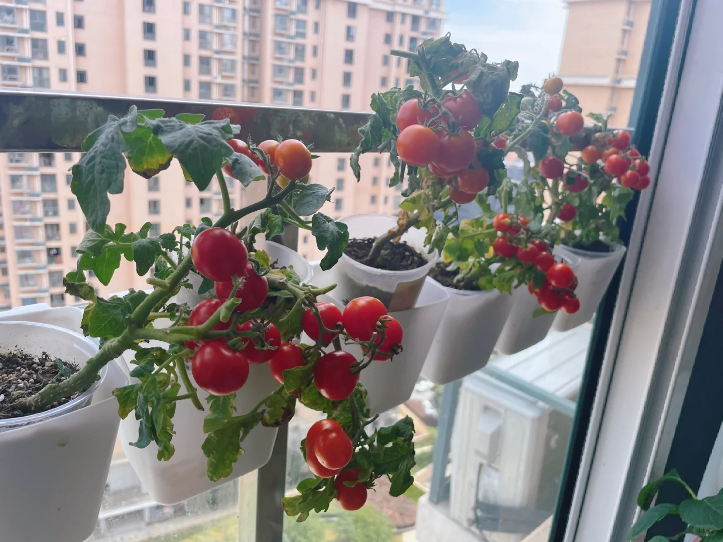 第一次种的番茄根本舍不得采摘！谁懂啊?