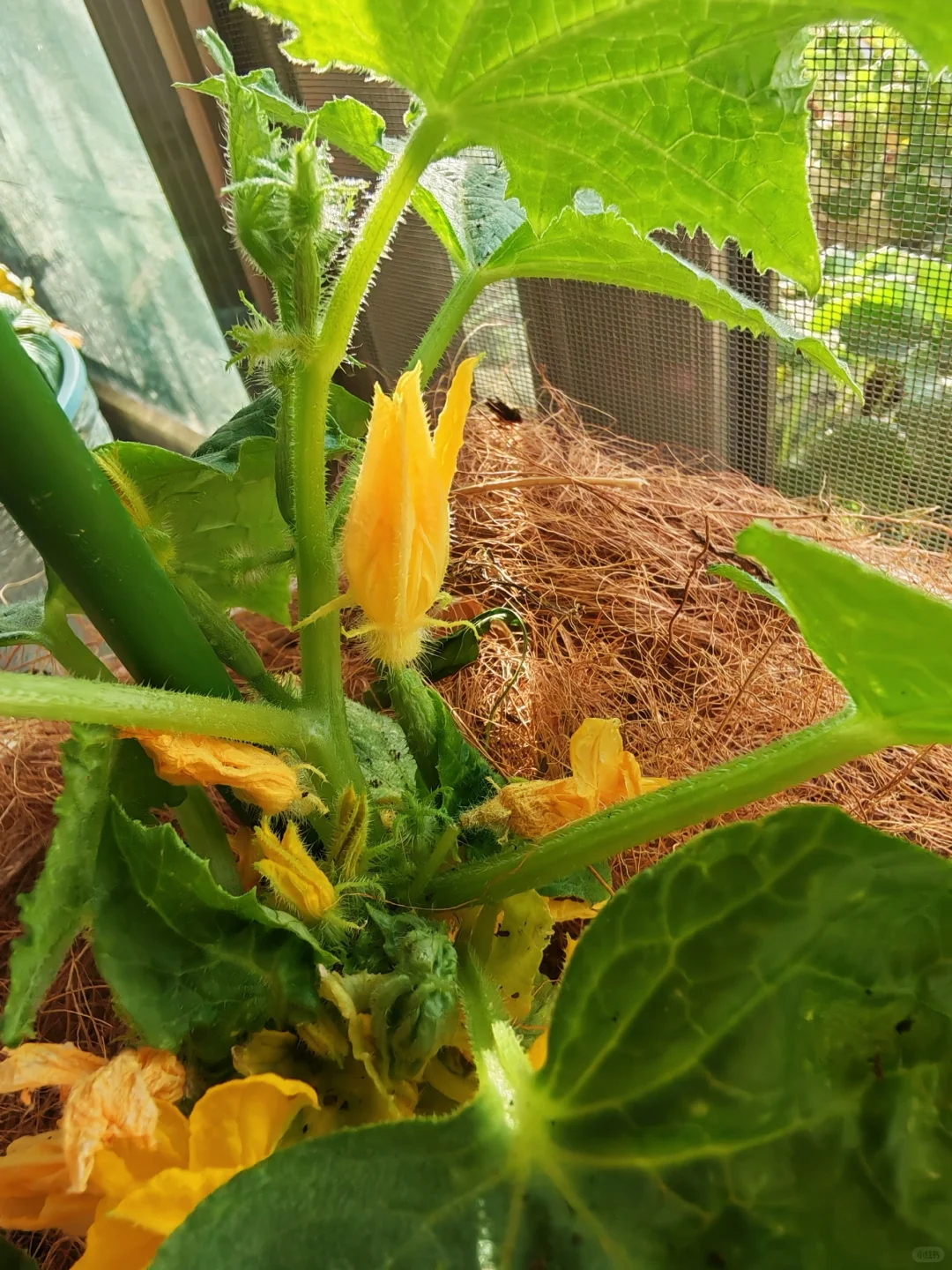 小阳台吃果自由