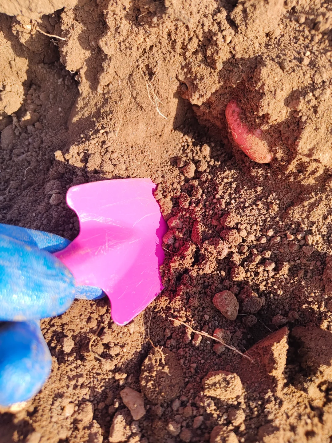 ?国庆节我加入了挖土豆大军