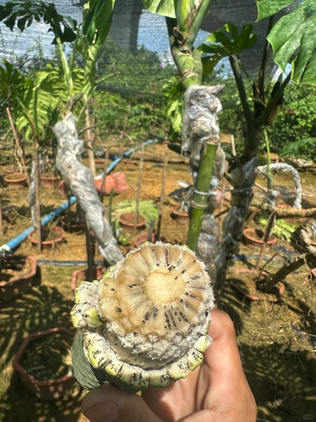 奇异的水果——恶魔果实 龟背竹