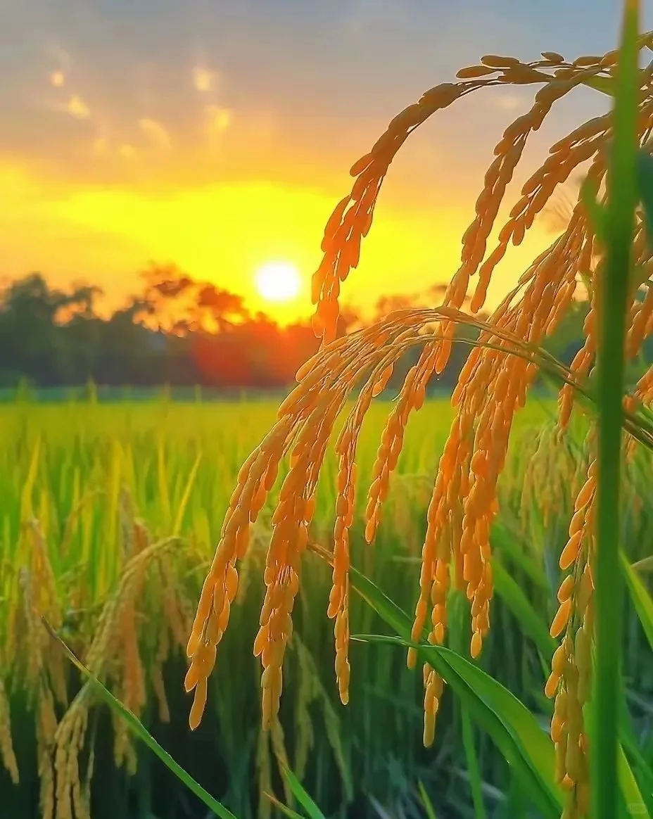 金秋稻浪，丰收在望
