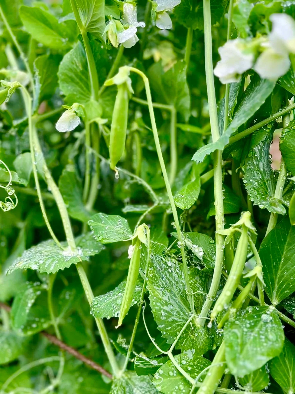农场主日常采摘｜开始期待春天到来了❗️