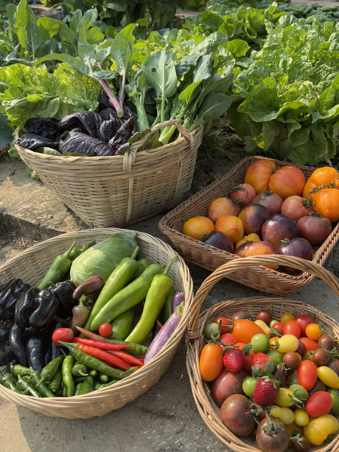 冬天也能收获的满满的蔬果