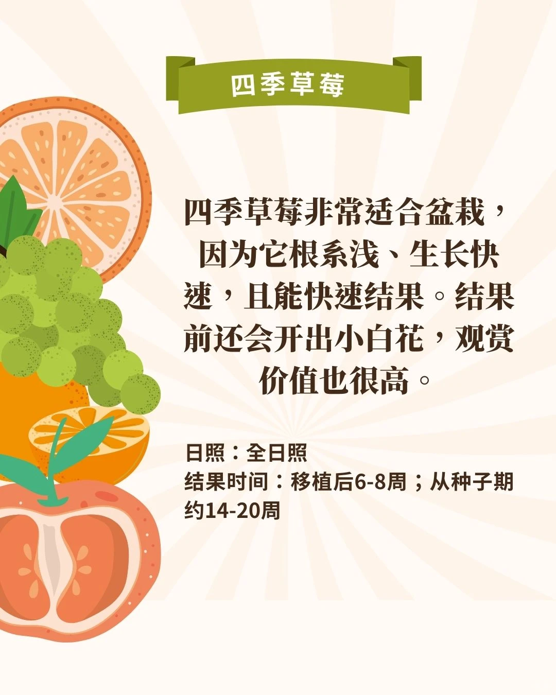 什么‼️懒人也可在家种水果?3个月就能吃到