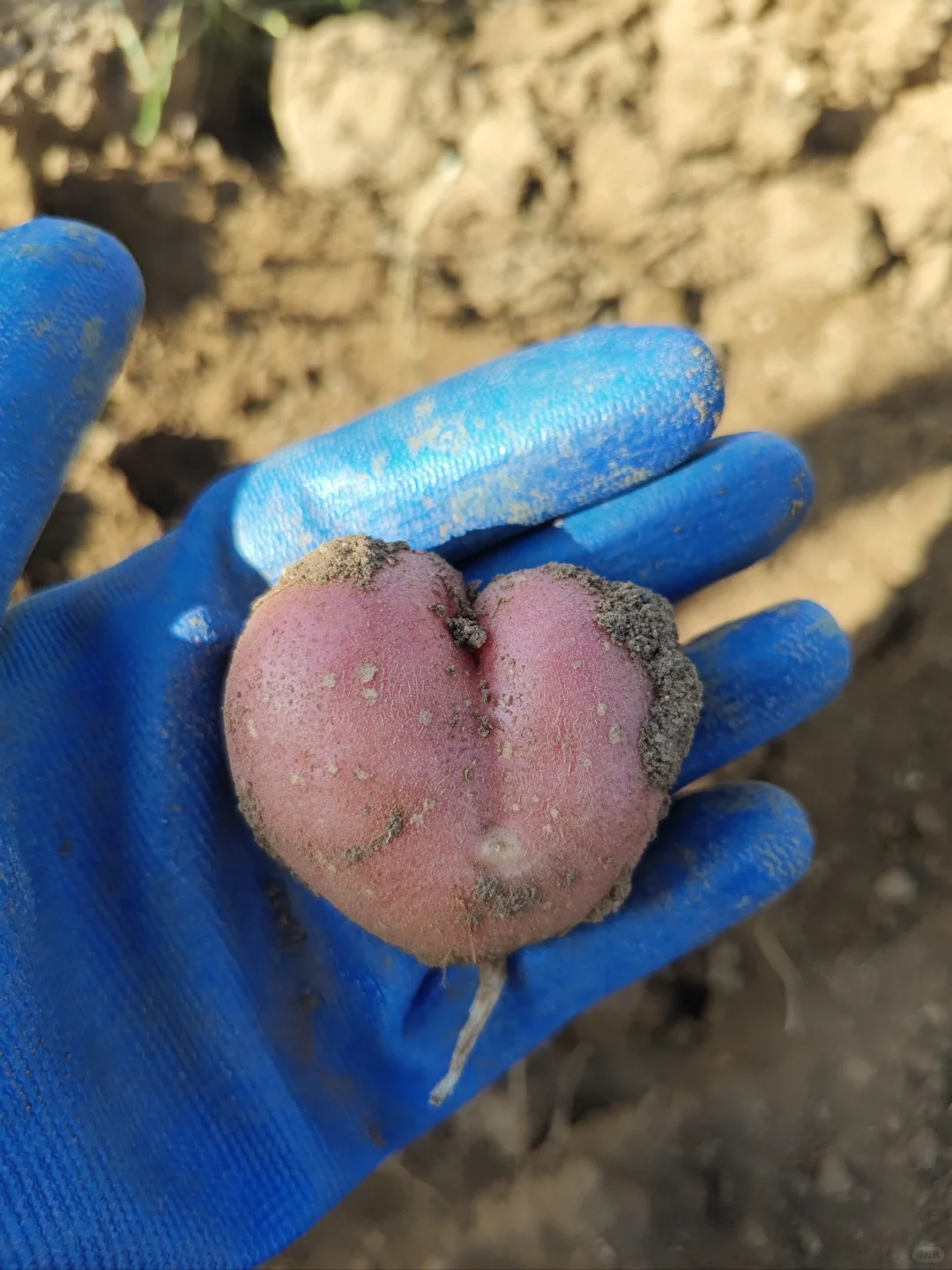 ?国庆节我加入了挖土豆大军
