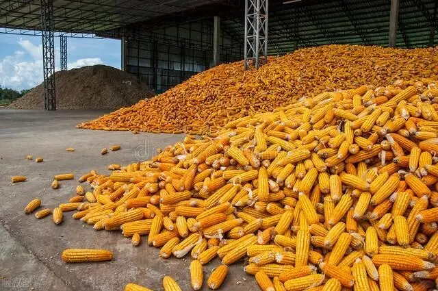 玉米“起飞”，小麦“开挂”！