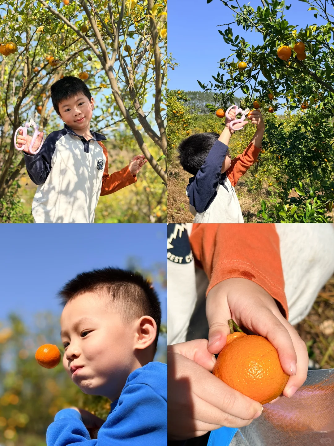 南宁遛娃收藏！10r??橘子➕红薯采摘自由
