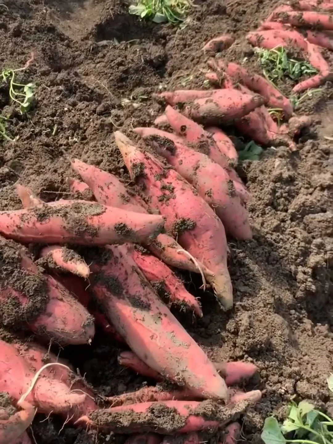 爸妈整夜没睡！红薯再不卖就坏了?
