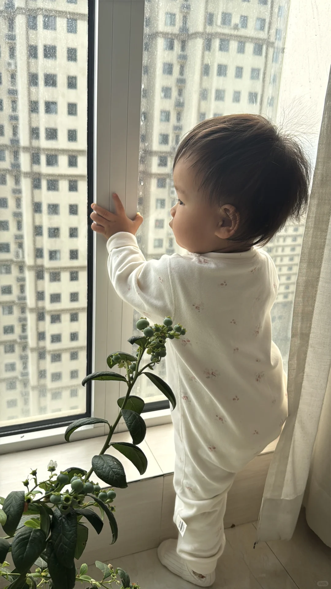 我在封闭阳台养了一盆蓝莓