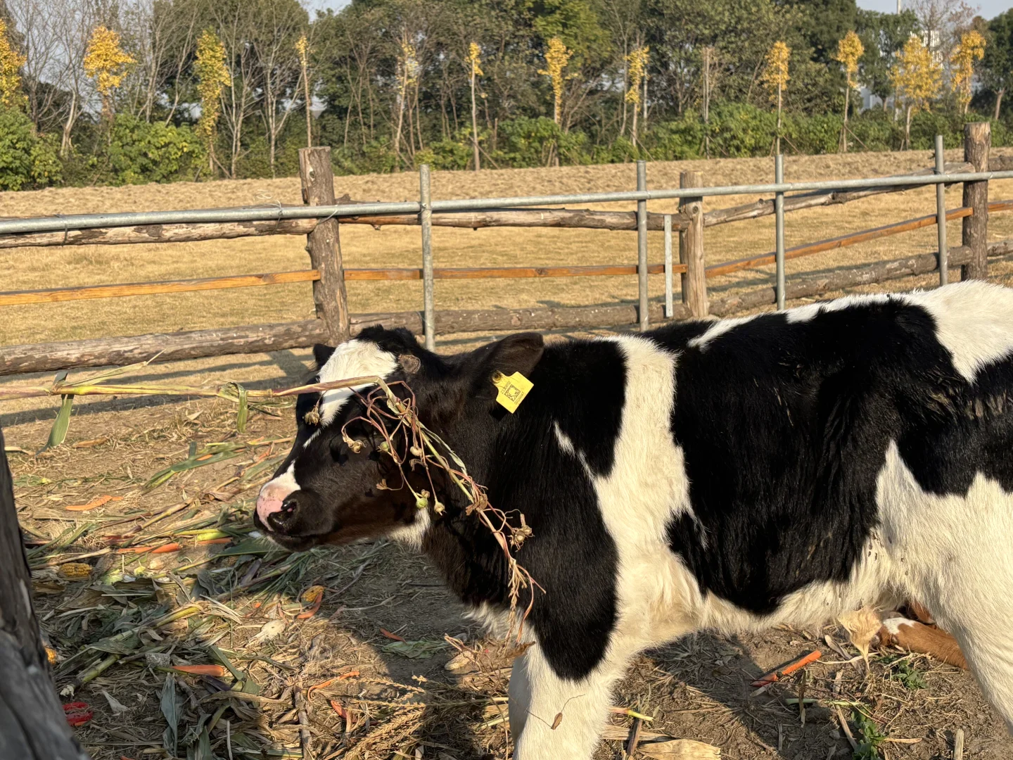 杭州周边遛娃地之—