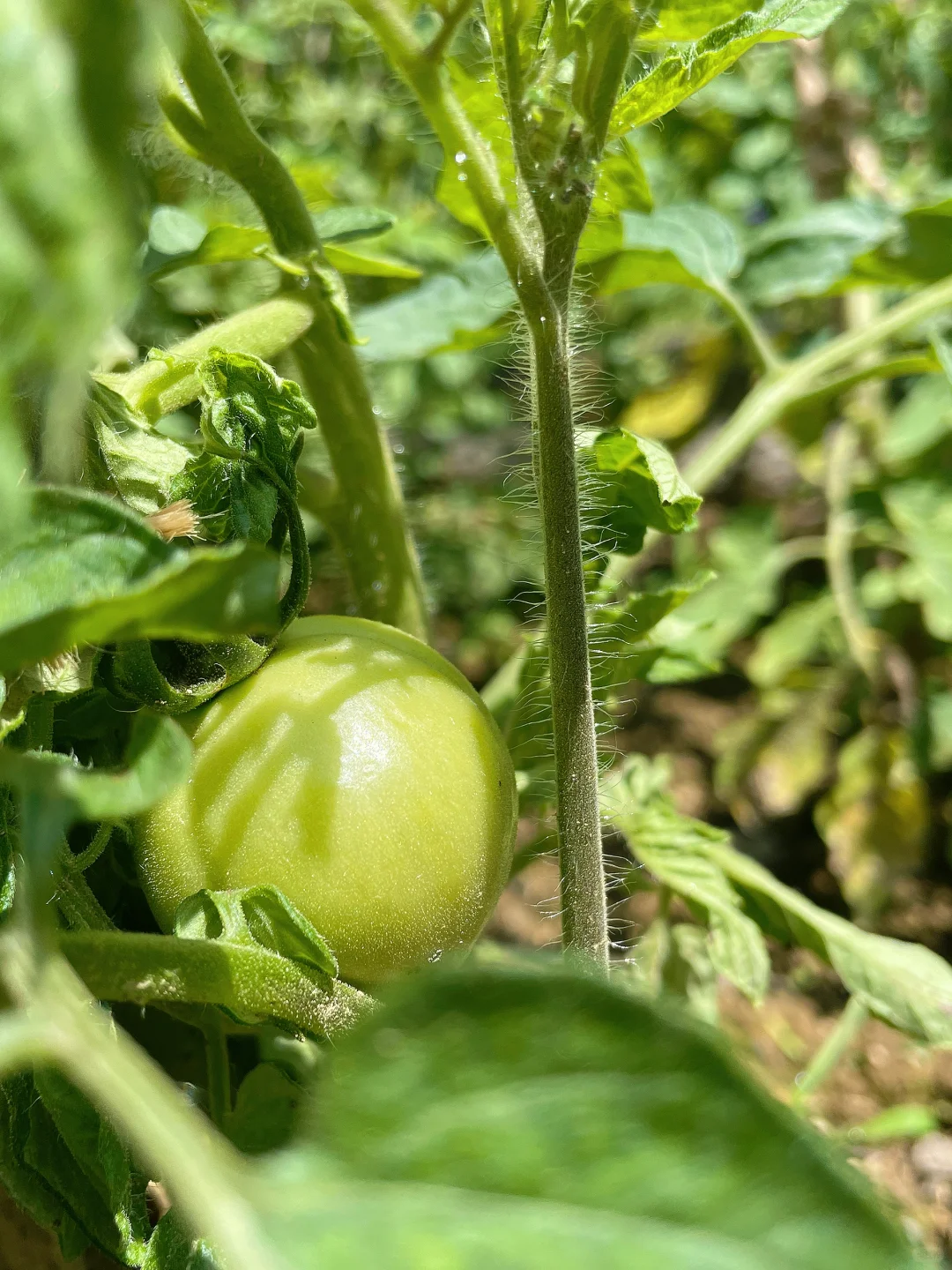 在大大的园子里面种呀种呀种！