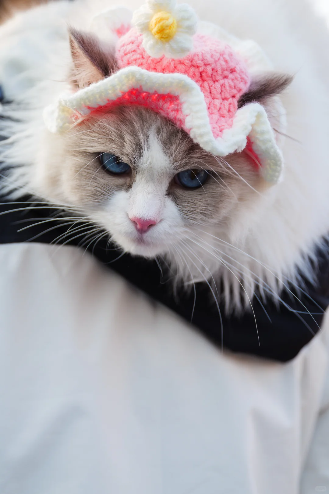 华南农业大学毛孩子Day