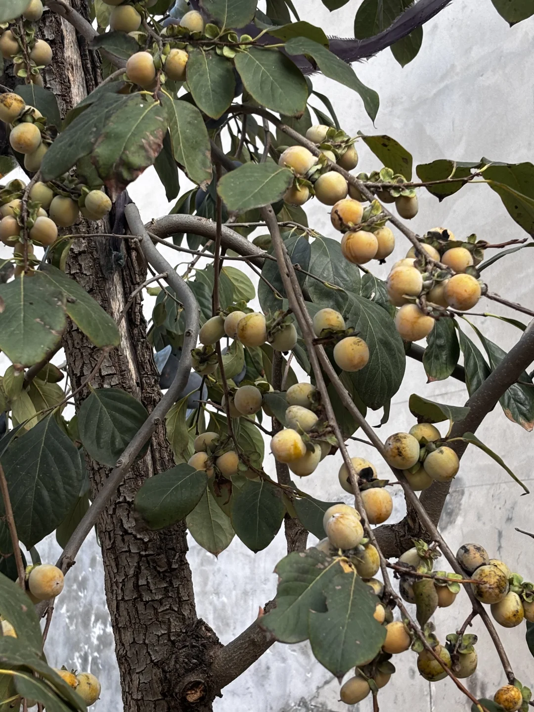 十一是丰收的季节-乡下欢乐多