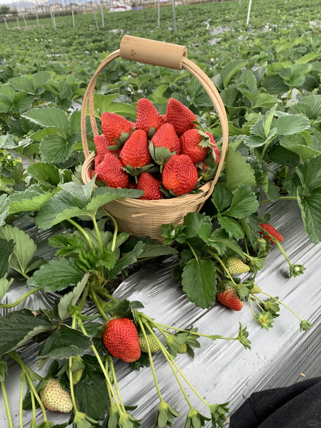 哇！是谁第一年种的草莓又脆又甜，纯天然
