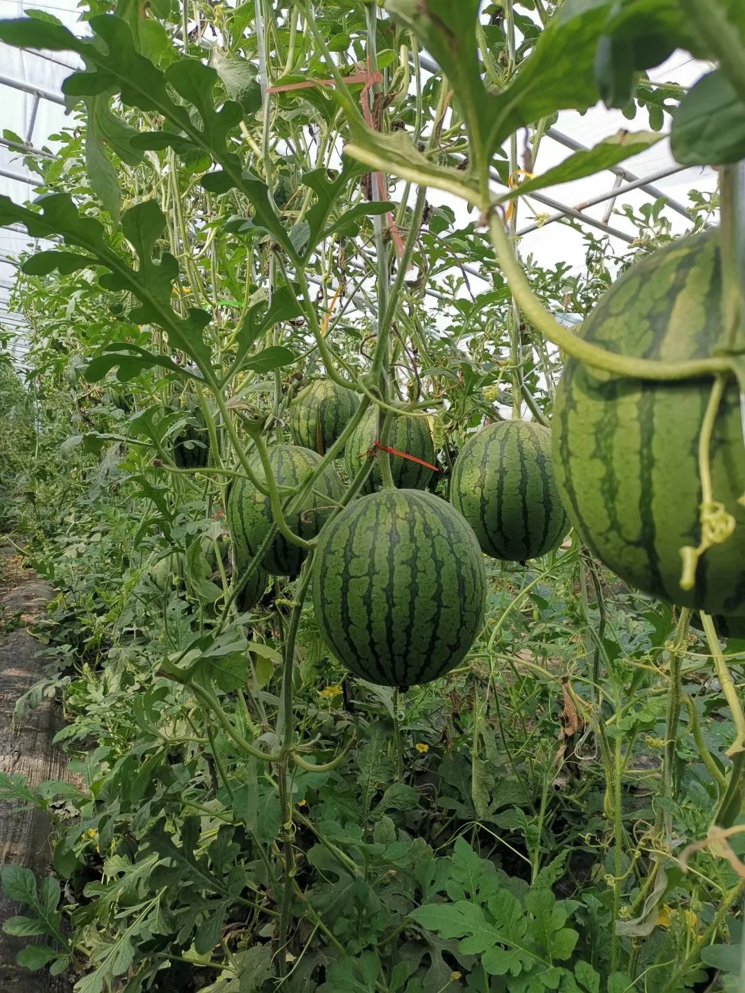 西瓜的种植优势