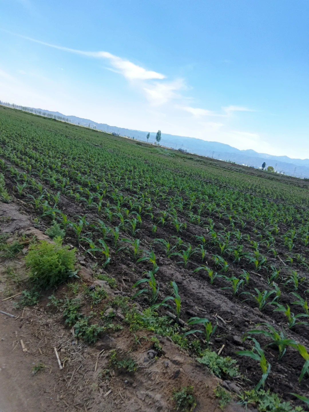 最美的风景在玉米地里