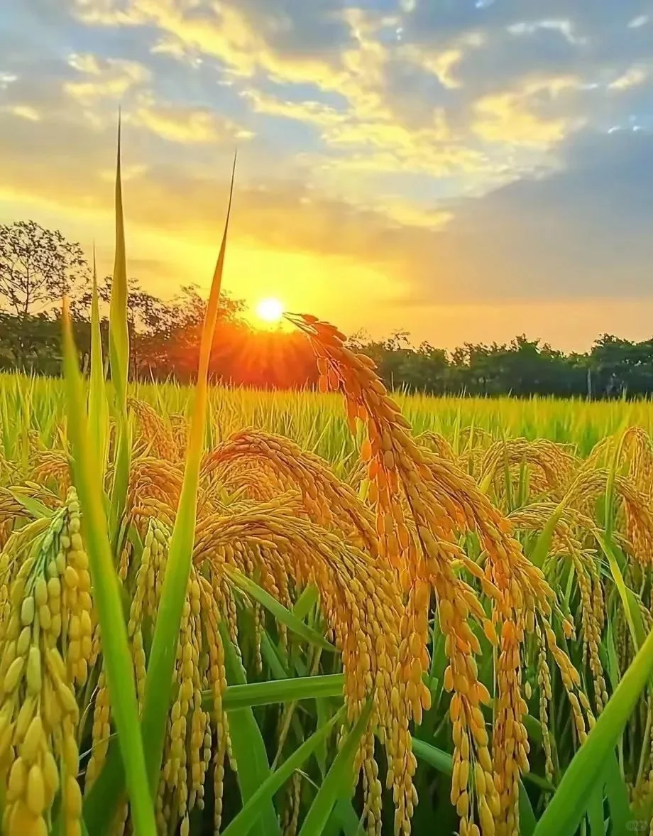 金秋稻浪，丰收在望
