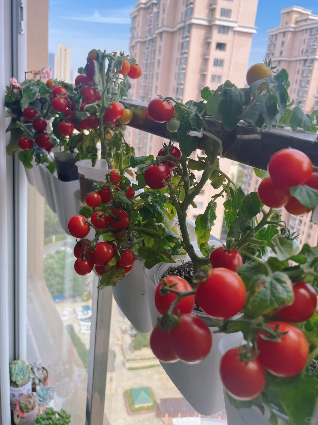 第一次种的番茄根本舍不得采摘！谁懂啊?