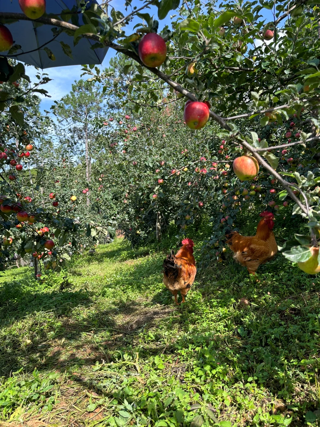 菜地种苹果，还是苹果地里面种了白菜