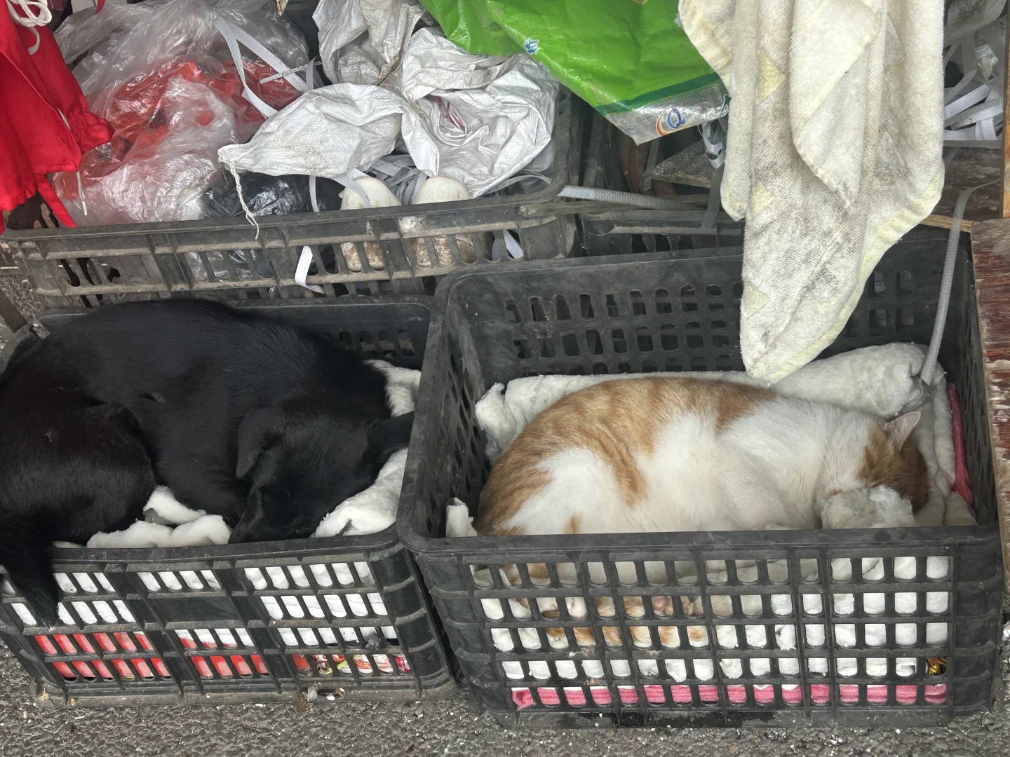 林业人出差日常