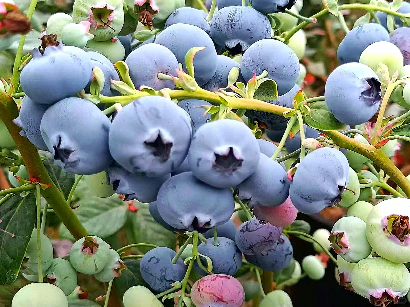 蓝莓被誉为：超级食物！