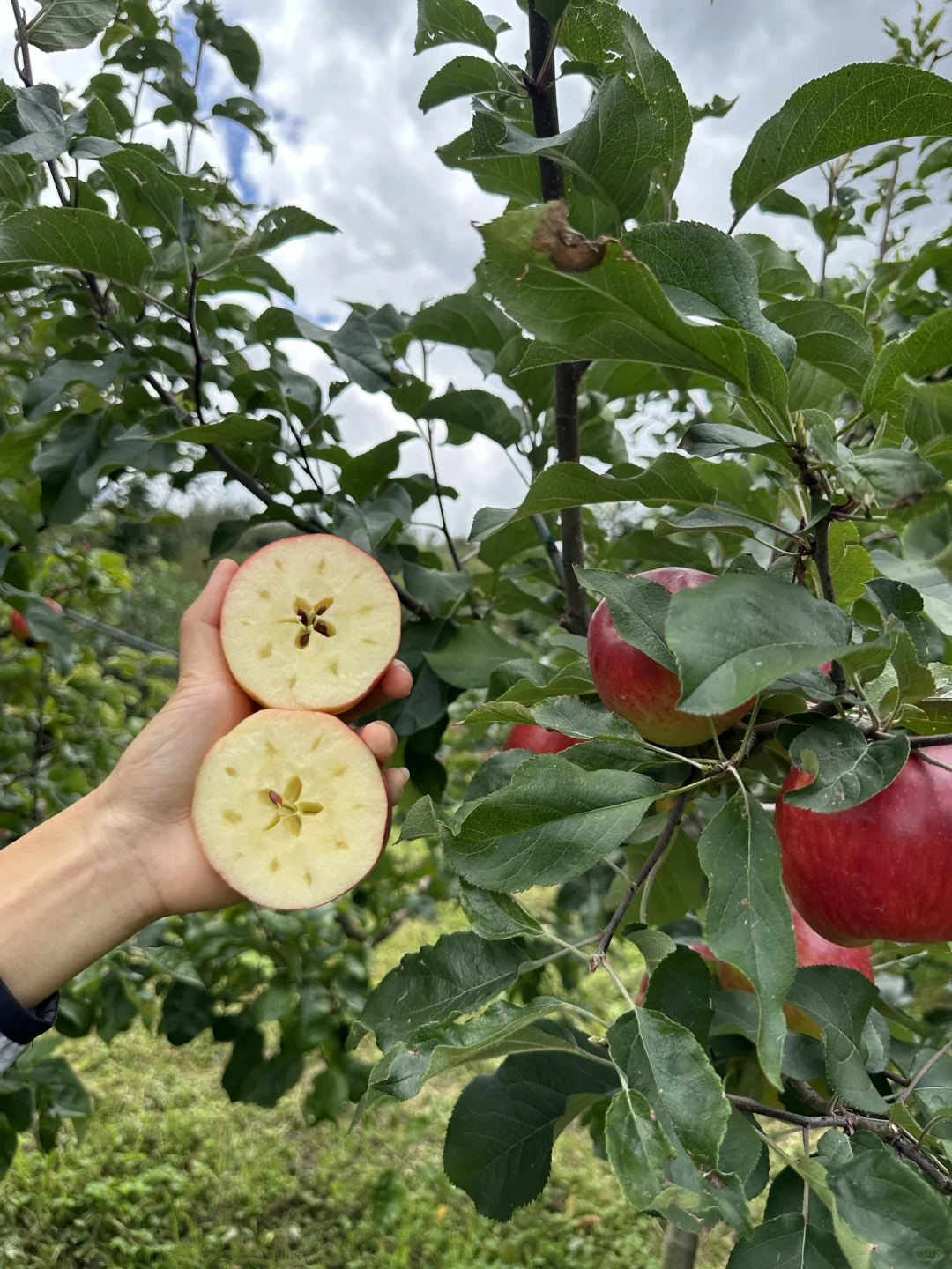 菜地种苹果，还是苹果地里面种了白菜