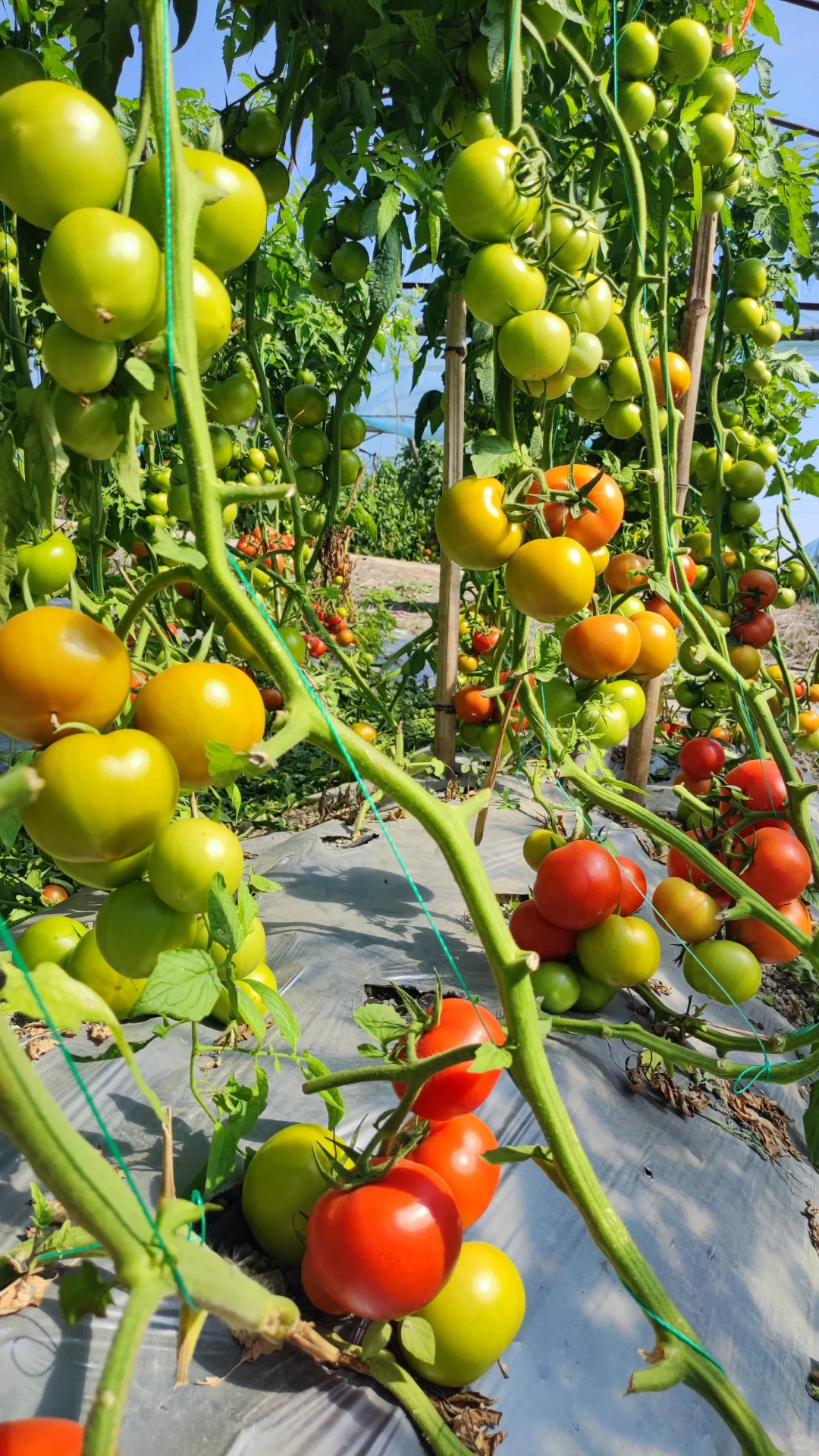 自然成熟的西红柿