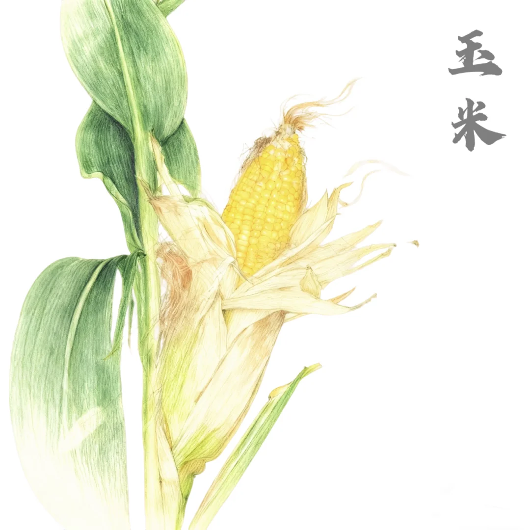 【禾本科】世界上重要主要的禾本科粮食植物