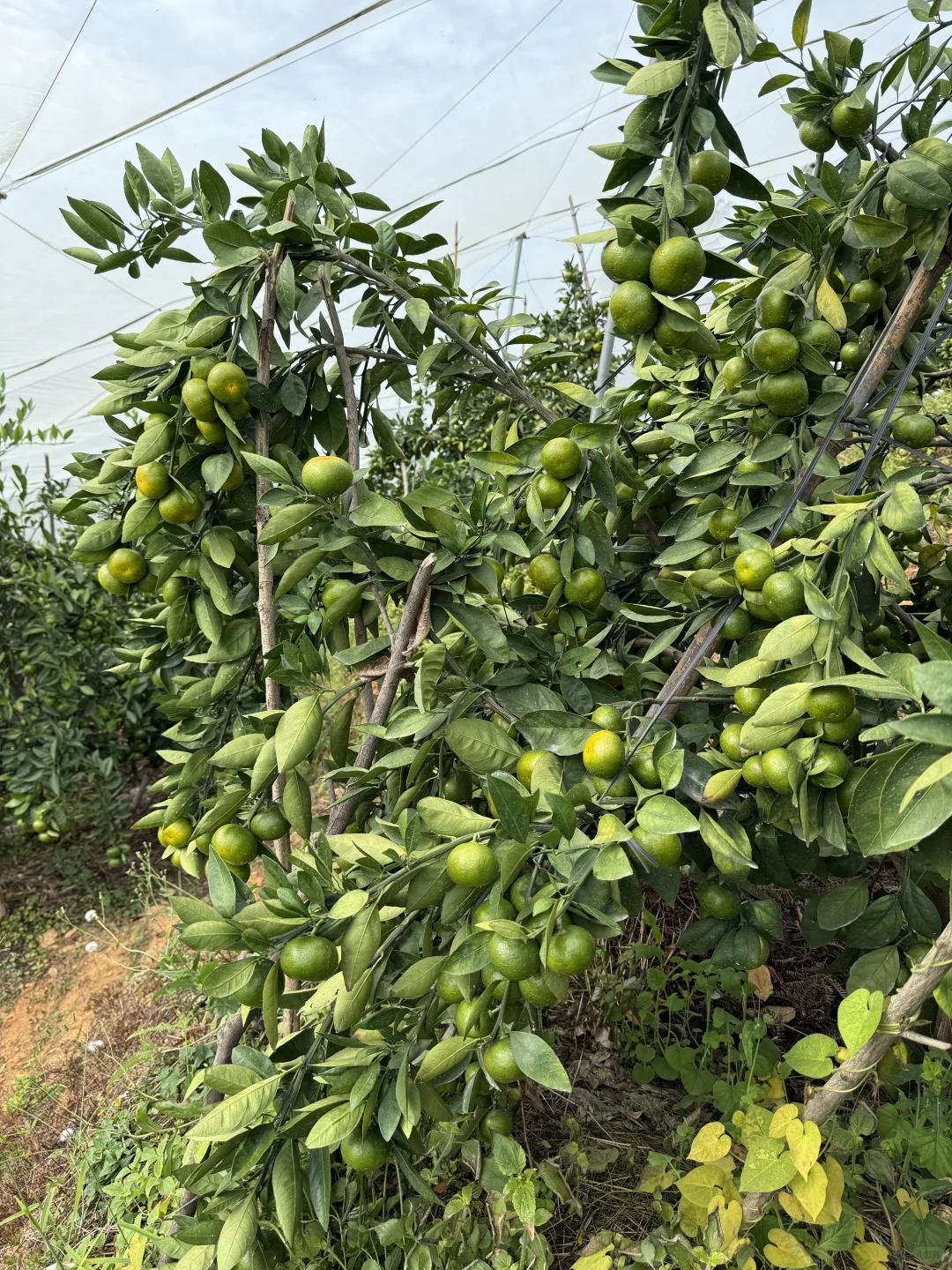 谁来帮帮这个快被时代淘汰的水果啊?