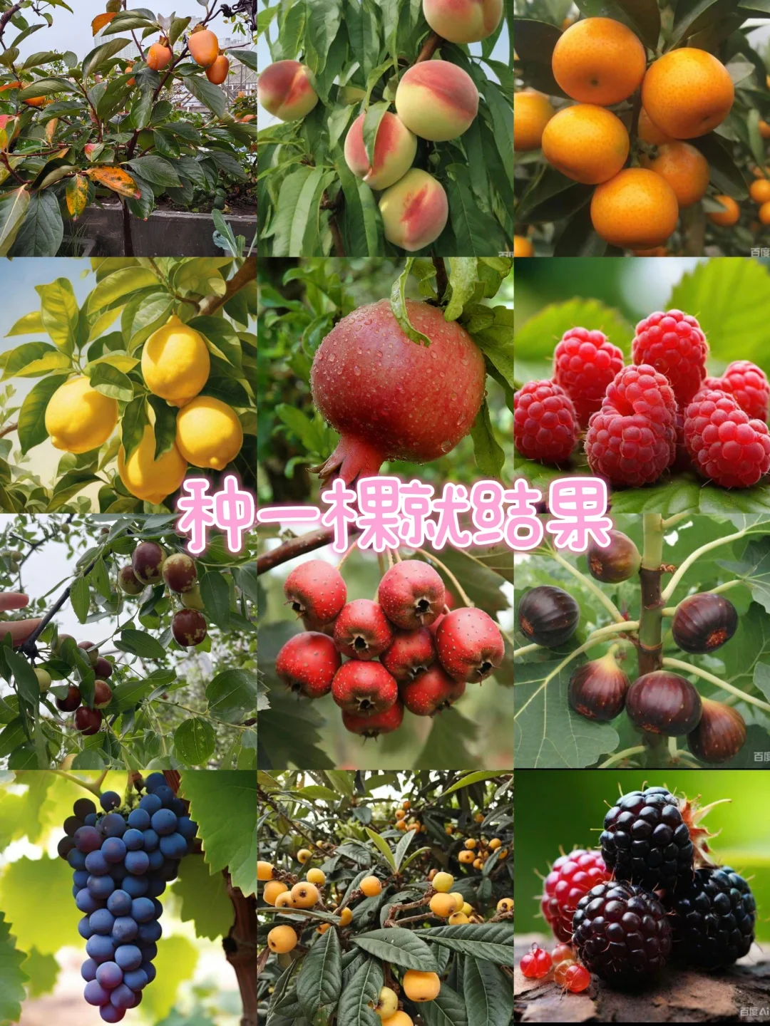 露台种植|初学者种果技巧，超实用轻松学