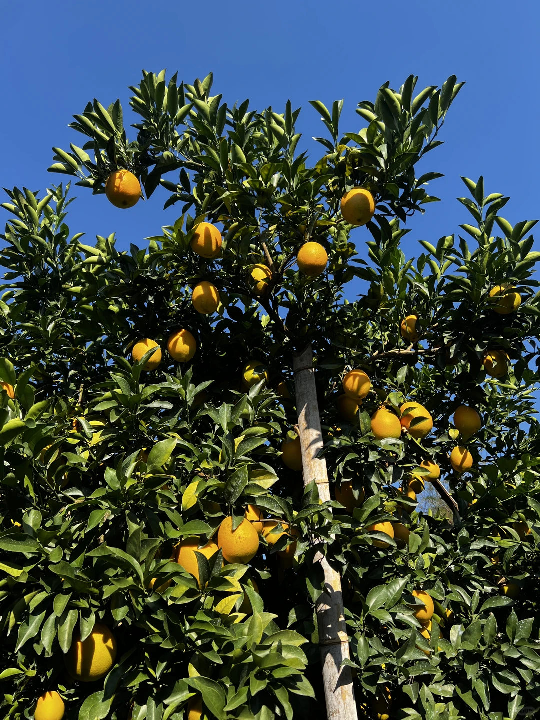 自家果园 没有任何科技与狠活的水果