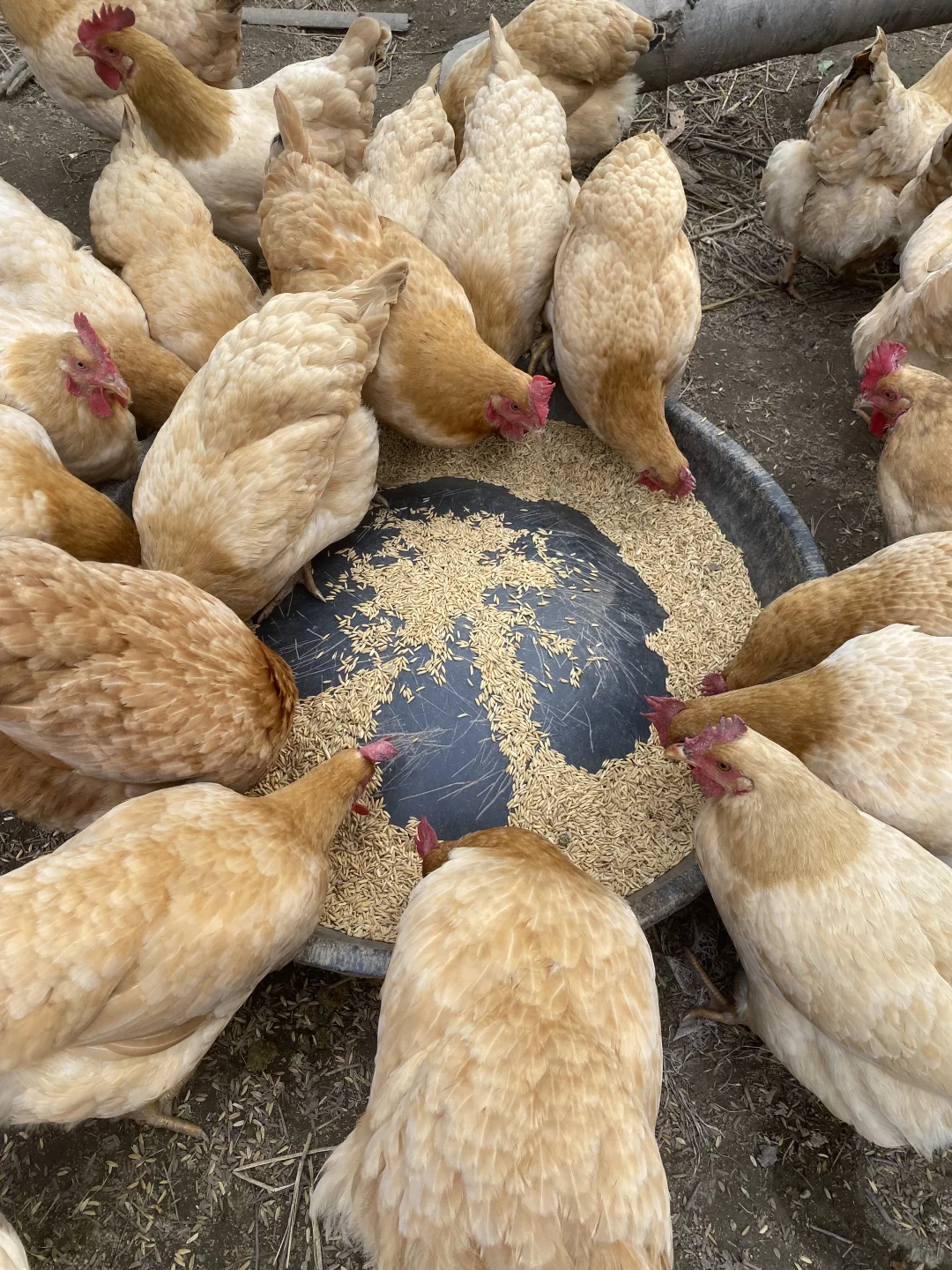 1.5左右一个的粮食土鸡蛋，真的很贵么？