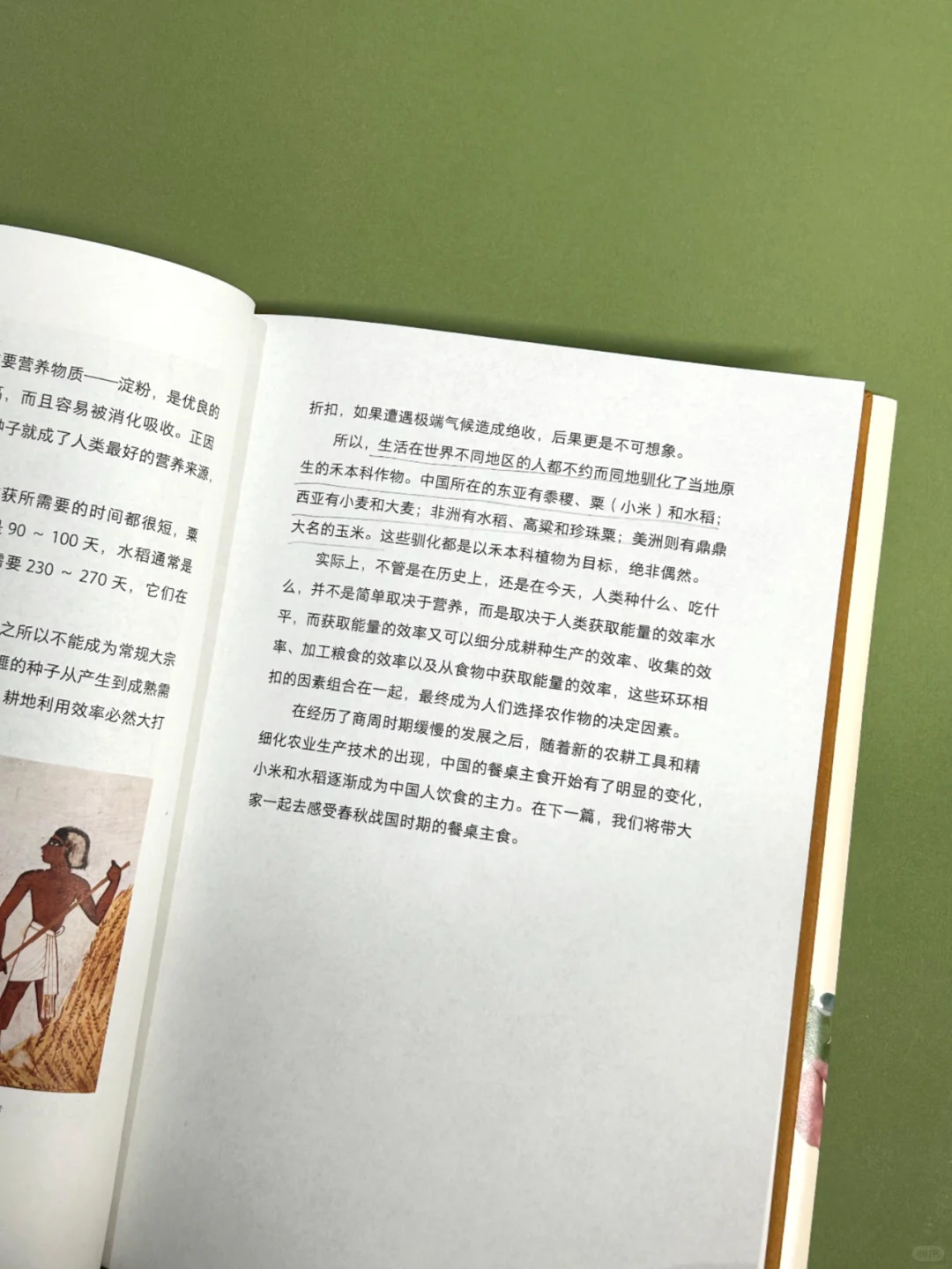 不吃主食就是没吃饭？中国人为什么爱主食？