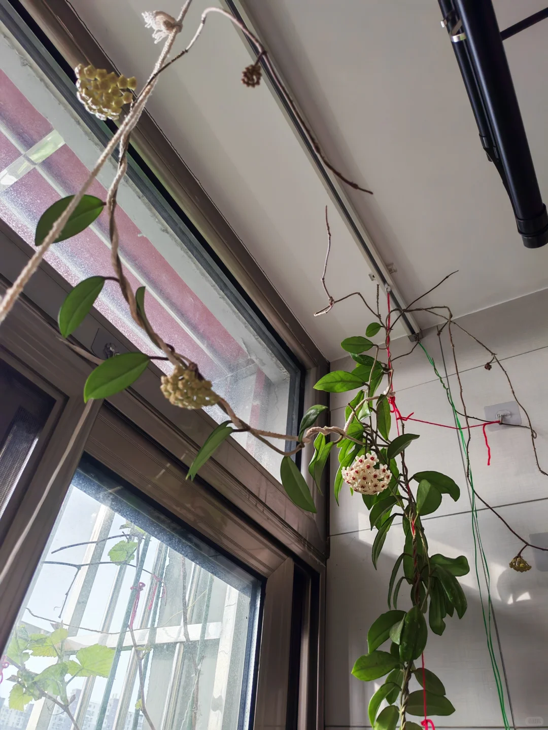 小阳台吃果自由