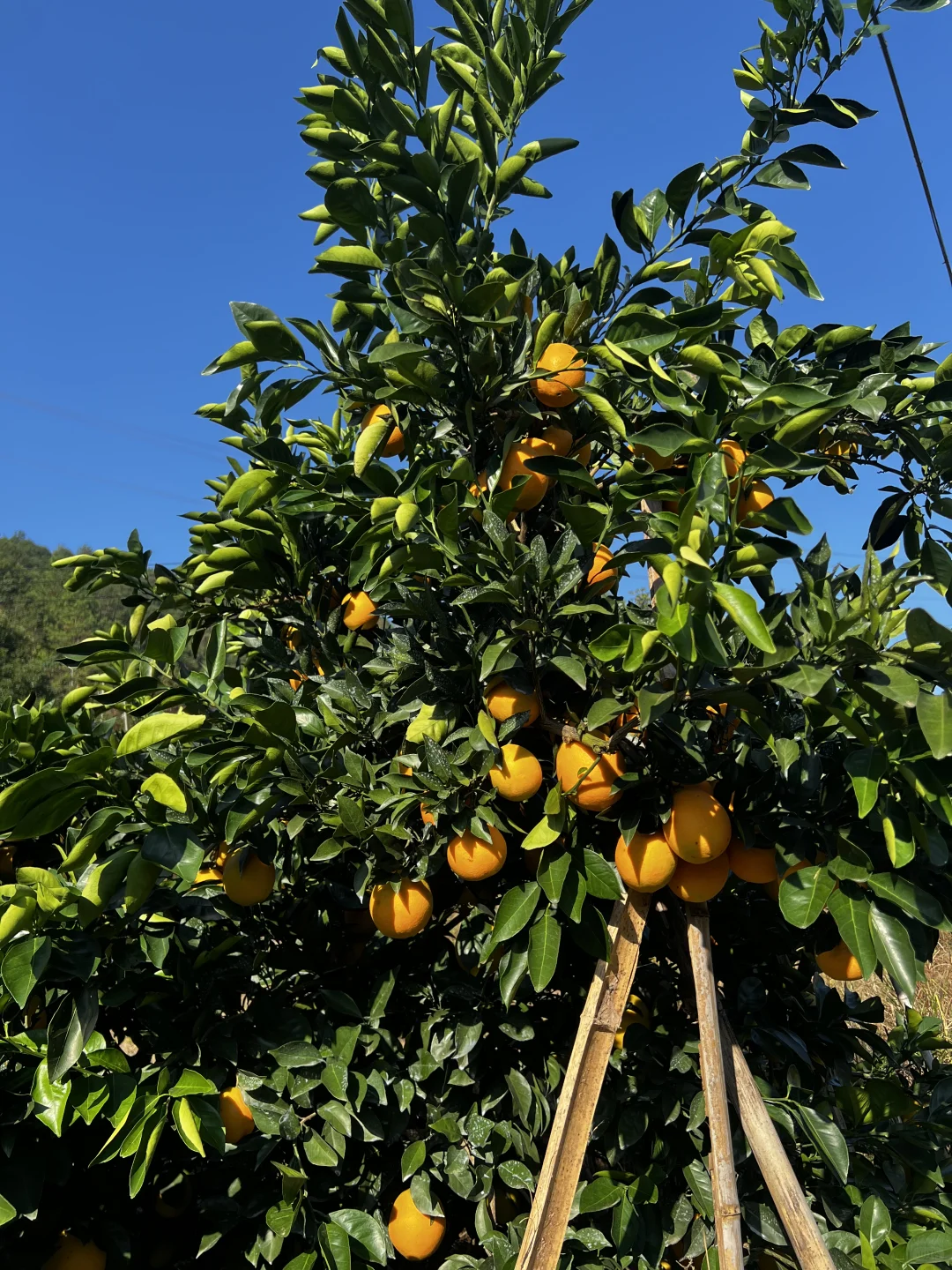 自家果园 没有任何科技与狠活的水果