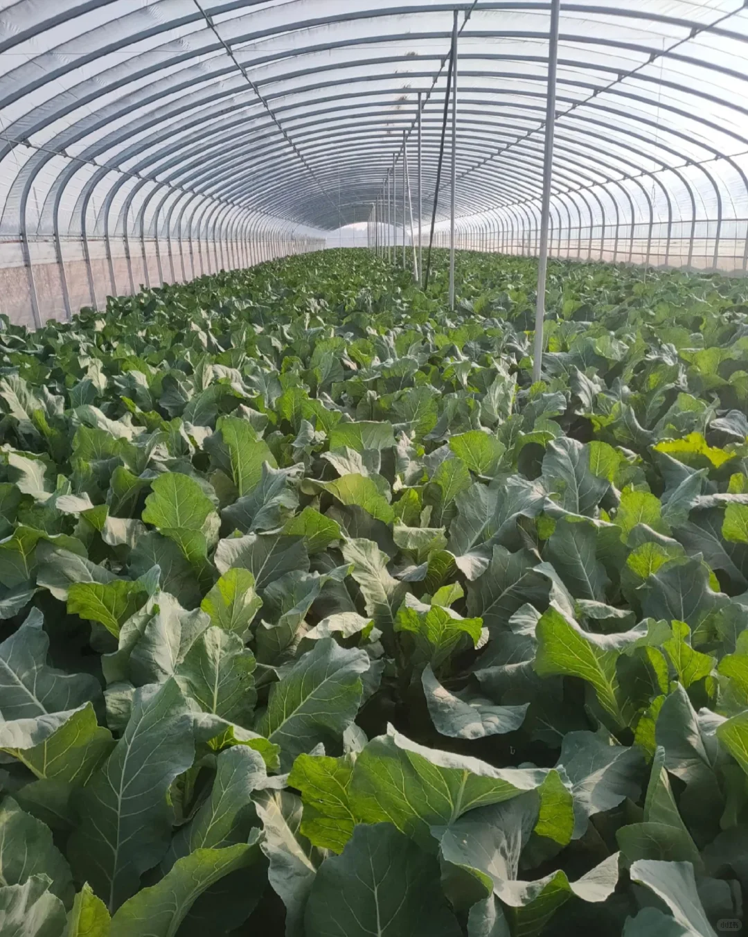 周末别躺了 带娃去地里当“小偷”！?