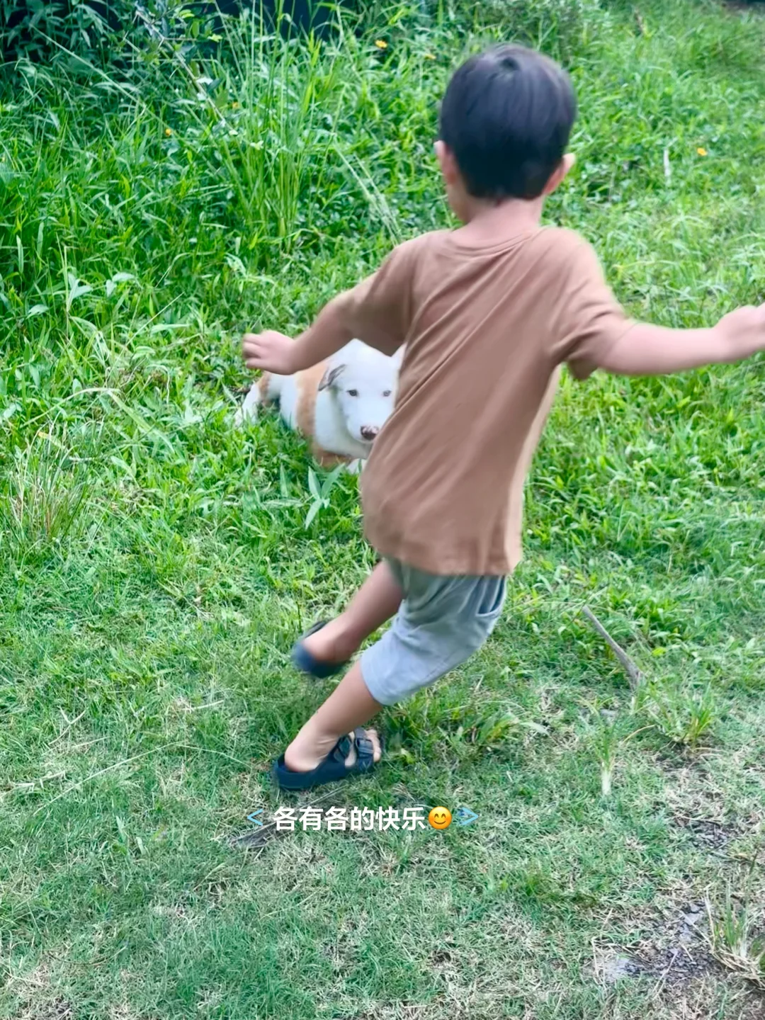 一点遗憾，种的芒果树全生病了?