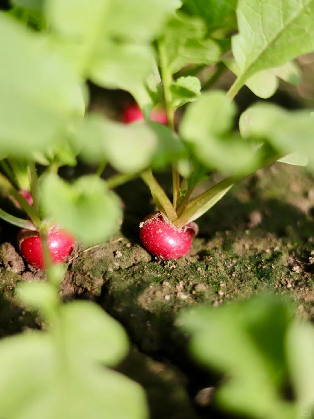 农场主日常采摘｜开始期待春天到来了❗️