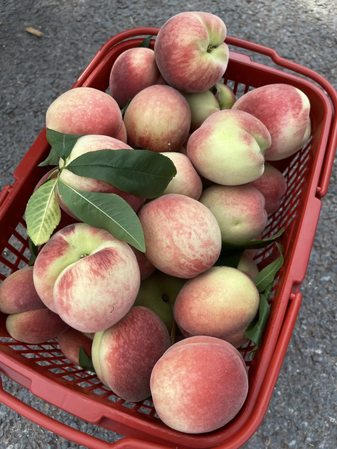 今天摘的桃子，太甜了！