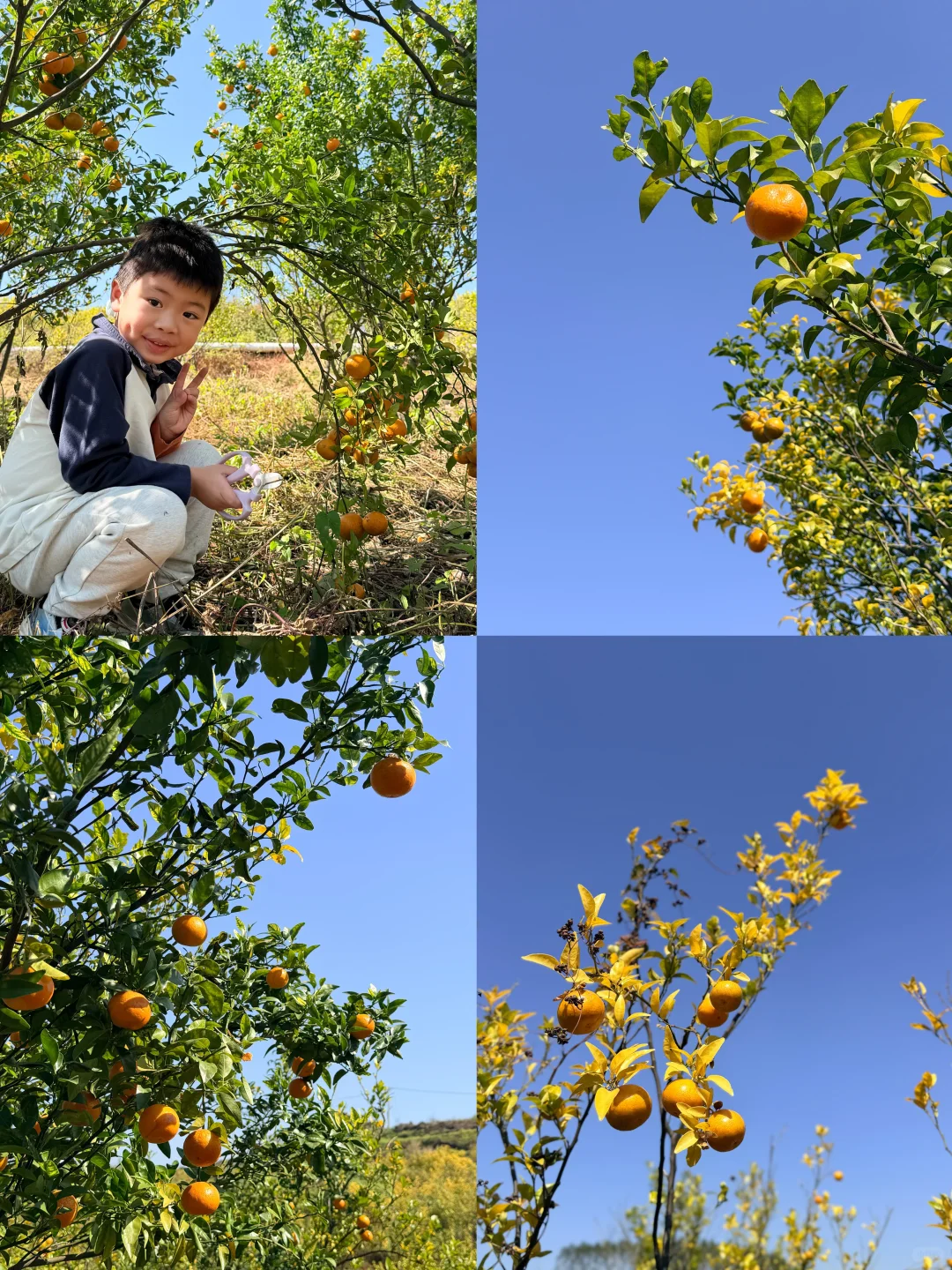 南宁遛娃收藏！10r??橘子➕红薯采摘自由