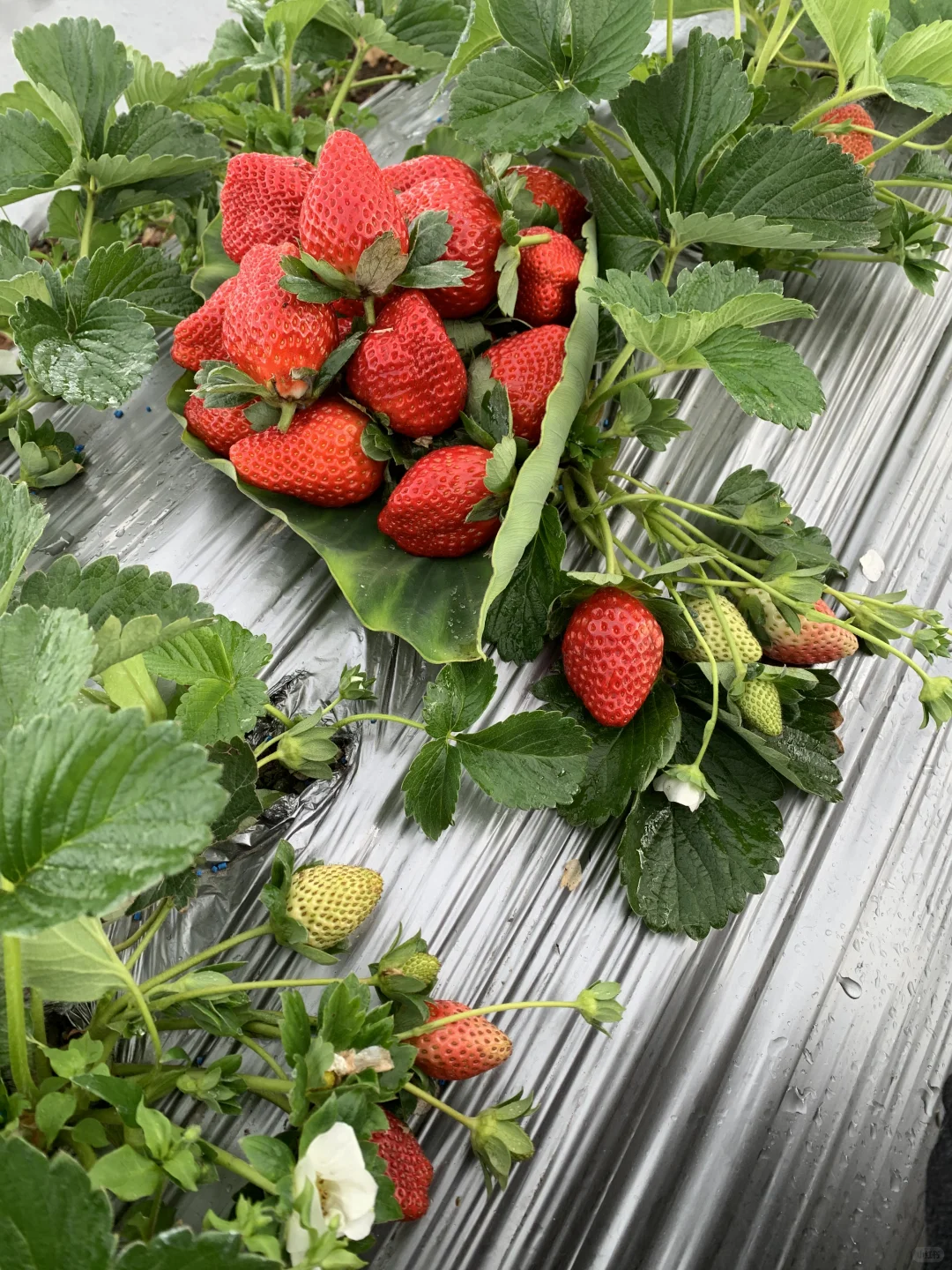 哇！是谁第一年种的草莓又脆又甜，纯天然