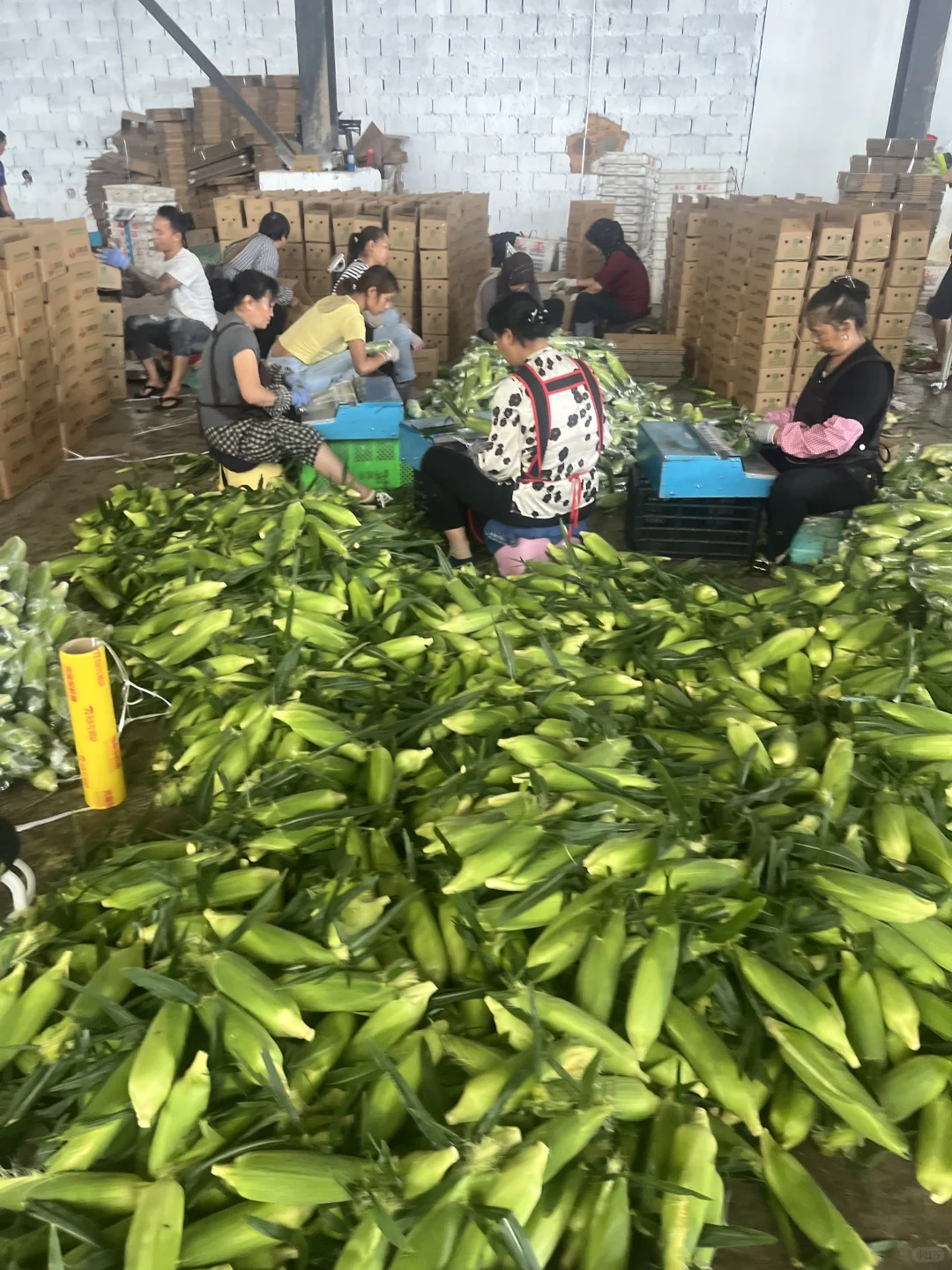 今年的水果玉米再也不卖给二道贩子了???