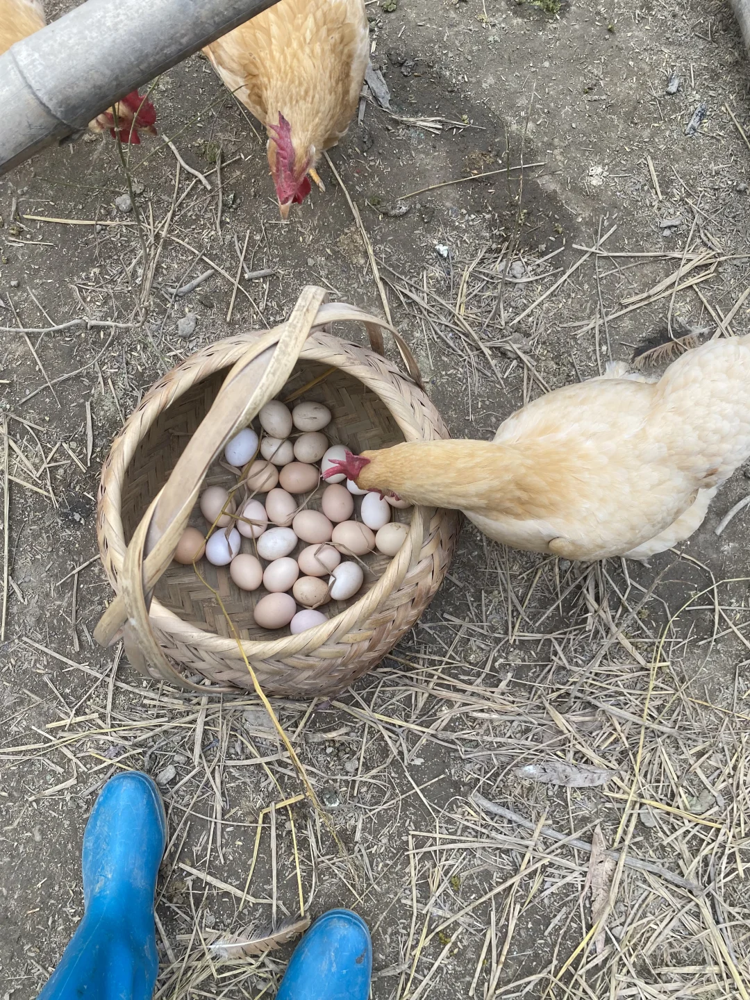 1.5左右一个的粮食土鸡蛋，真的很贵么？